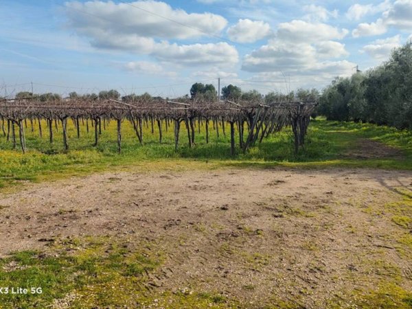 terreno agricolo in vendita a Corato