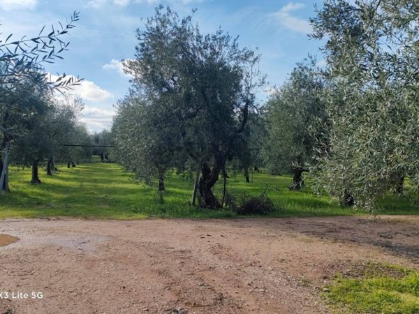 terreno agricolo in vendita a Corato