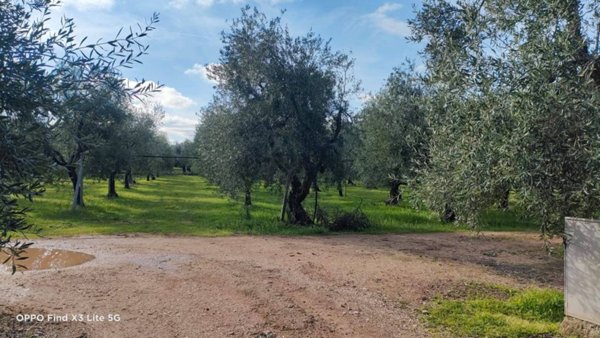 terreno agricolo in vendita a Corato