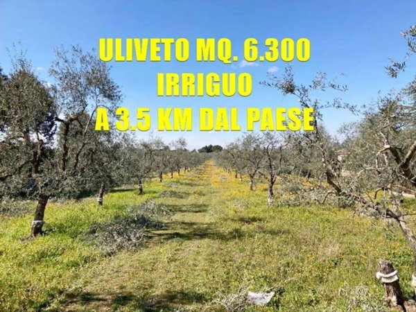 terreno agricolo in vendita a Corato