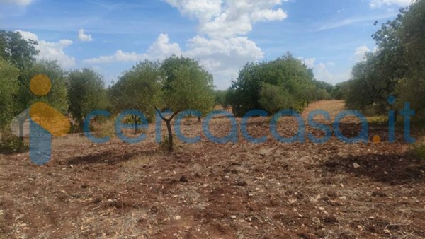 terreno agricolo in vendita a Corato