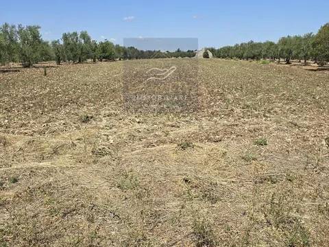 terreno agricolo in vendita a Corato