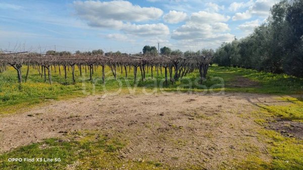 terreno agricolo in vendita a Corato