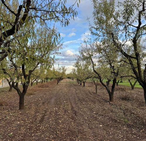 terreno agricolo in vendita a Corato in zona Murgetta