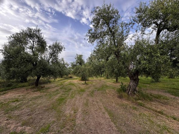 terreno agricolo in vendita a Corato