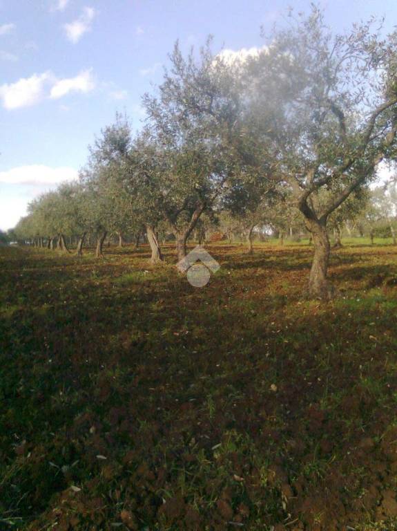 terreno agricolo in vendita a Gioia del Colle
