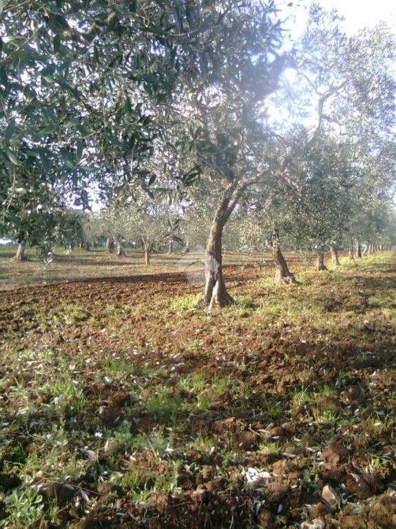 terreno agricolo in vendita a Gioia del Colle