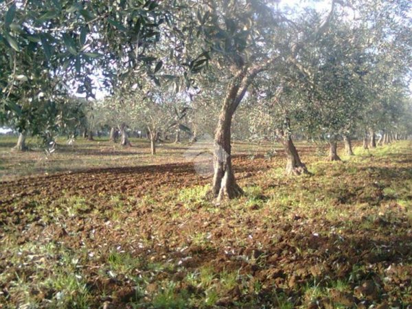 terreno agricolo in vendita a Gioia del Colle