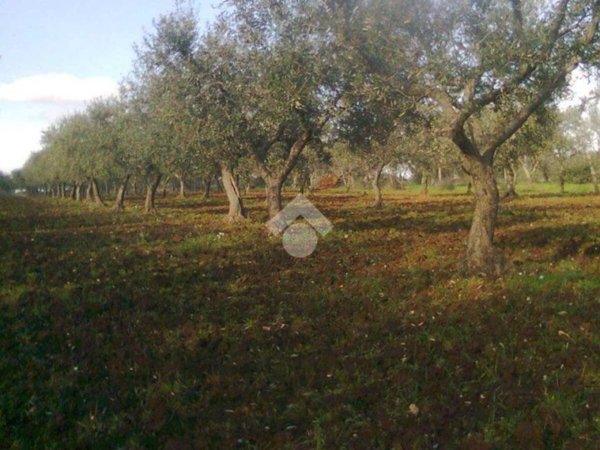 terreno agricolo in vendita a Gioia del Colle