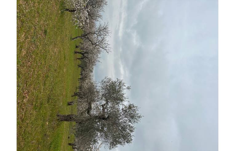 terreno agricolo in vendita a Gioia del Colle