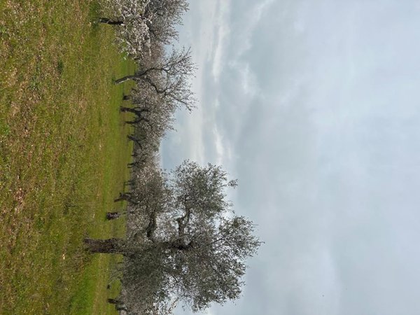 terreno agricolo in vendita a Gioia del Colle