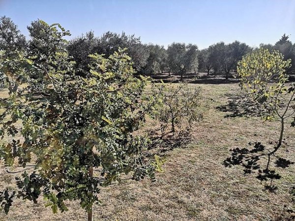 casa indipendente in vendita a Gioia del Colle