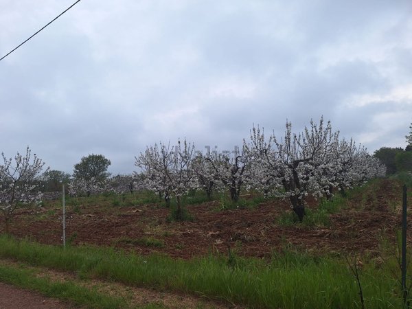 terreno agricolo in vendita a Gioia del Colle