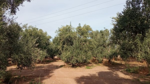 appartamento in vendita a Giovinazzo