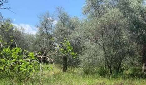 terreno agricolo in vendita a Giovinazzo
