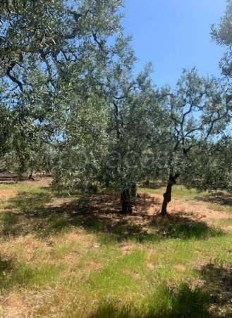 terreno agricolo in vendita a Giovinazzo