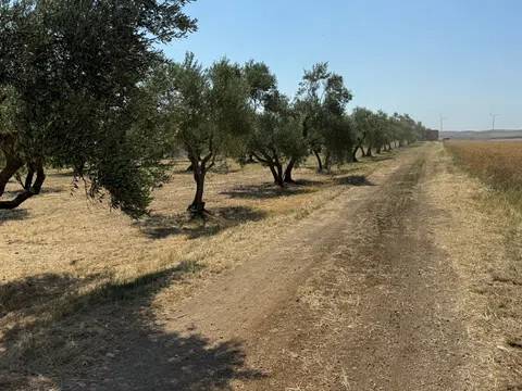 terreno agricolo in vendita a Gravina in Puglia