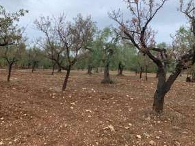 terreno agricolo in vendita a Grumo Appula