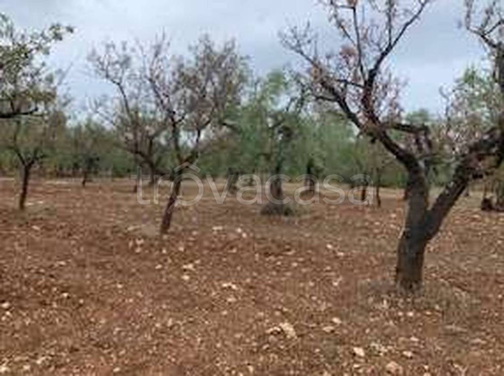terreno agricolo in vendita a Grumo Appula