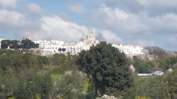 terreno agricolo in vendita a Locorotondo