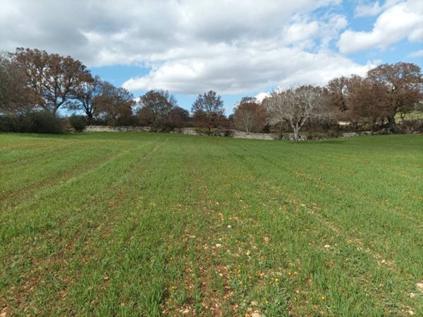 terreno agricolo in vendita a Locorotondo