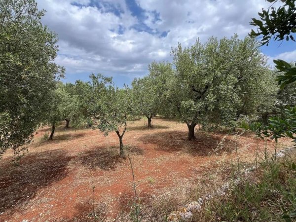 terreno agricolo in vendita a Locorotondo