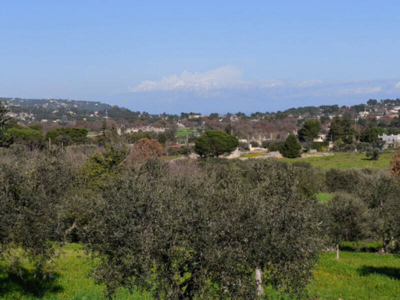 terreno agricolo in vendita a Locorotondo