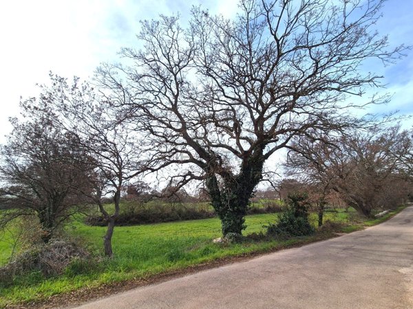 terreno edificabile in vendita a Locorotondo
