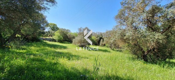 terreno agricolo in vendita a Locorotondo