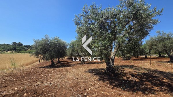 terreno agricolo in vendita a Locorotondo in zona Trito