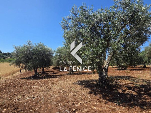 terreno agricolo in vendita a Locorotondo