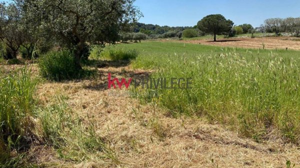 terreno agricolo in vendita a Locorotondo