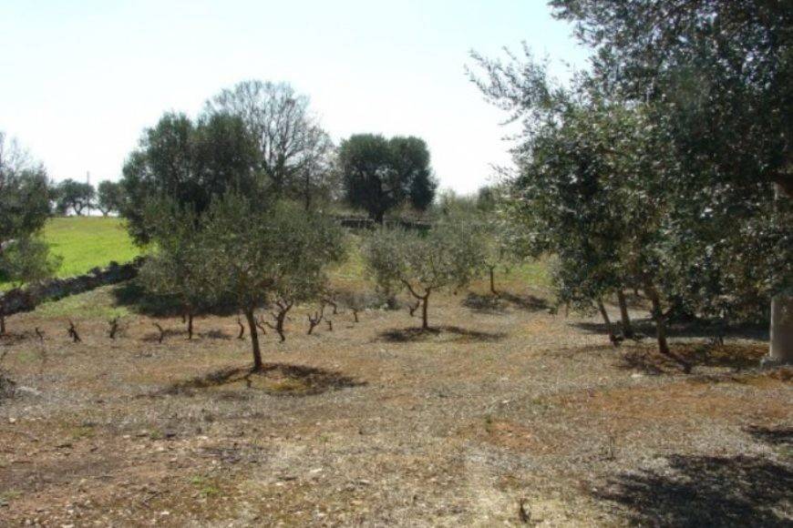 terreno agricolo in vendita a Locorotondo