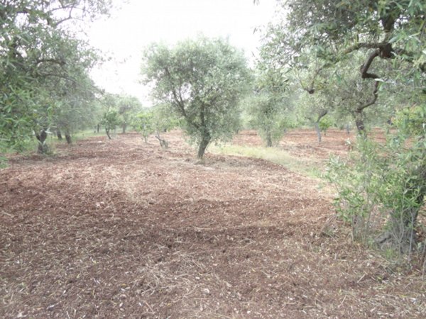 terreno edificabile in vendita a Modugno