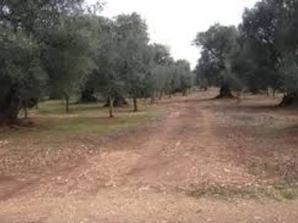 terreno agricolo in vendita a Modugno