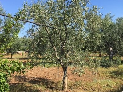 terreno agricolo in vendita a Modugno