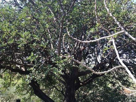 terreno agricolo in vendita a Modugno