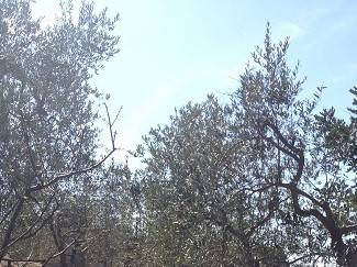 terreno agricolo in vendita a Modugno