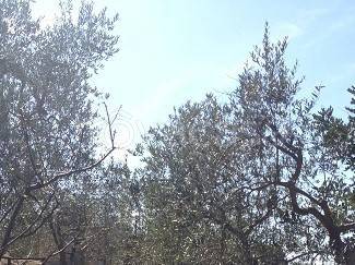 terreno agricolo in vendita a Modugno