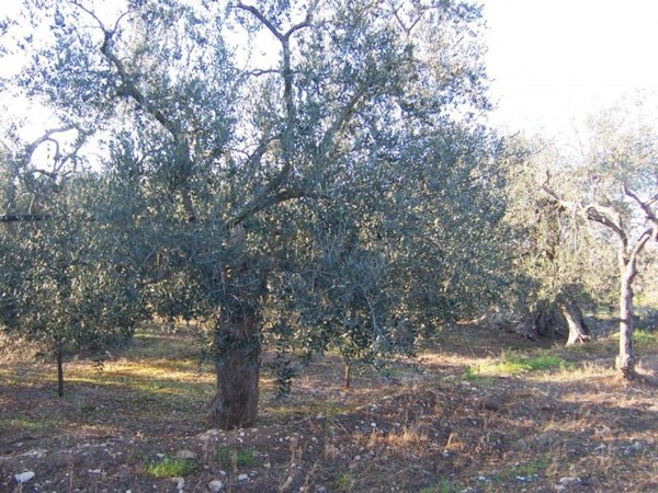 terreno agricolo in vendita a Modugno