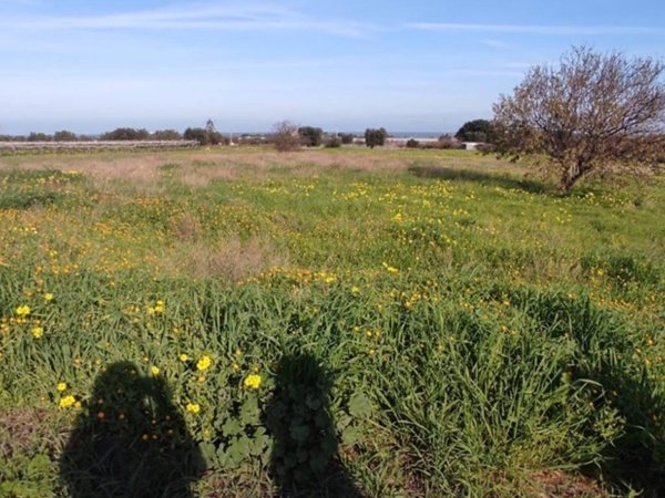 terreno agricolo in vendita a Mola di Bari