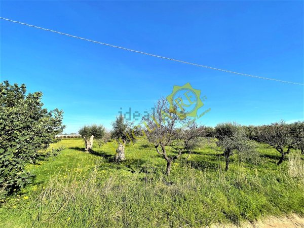 terreno agricolo in vendita a Mola di Bari in zona Cozze