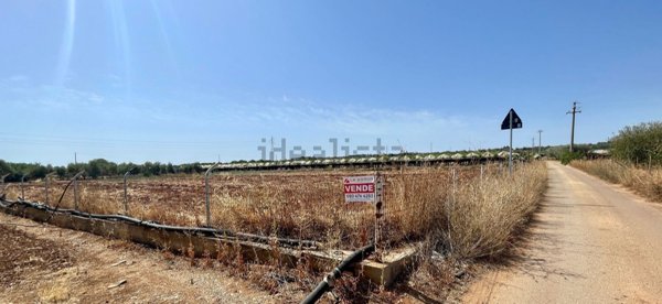 terreno agricolo in vendita a Mola di Bari