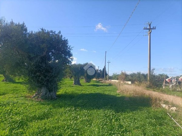 terreno agricolo in vendita a Mola di Bari