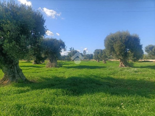 terreno agricolo in vendita a Mola di Bari in zona Cozze