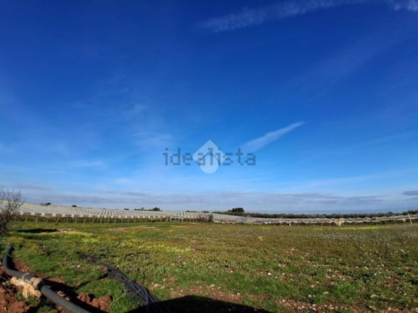 terreno agricolo in vendita a Mola di Bari in zona Cozze