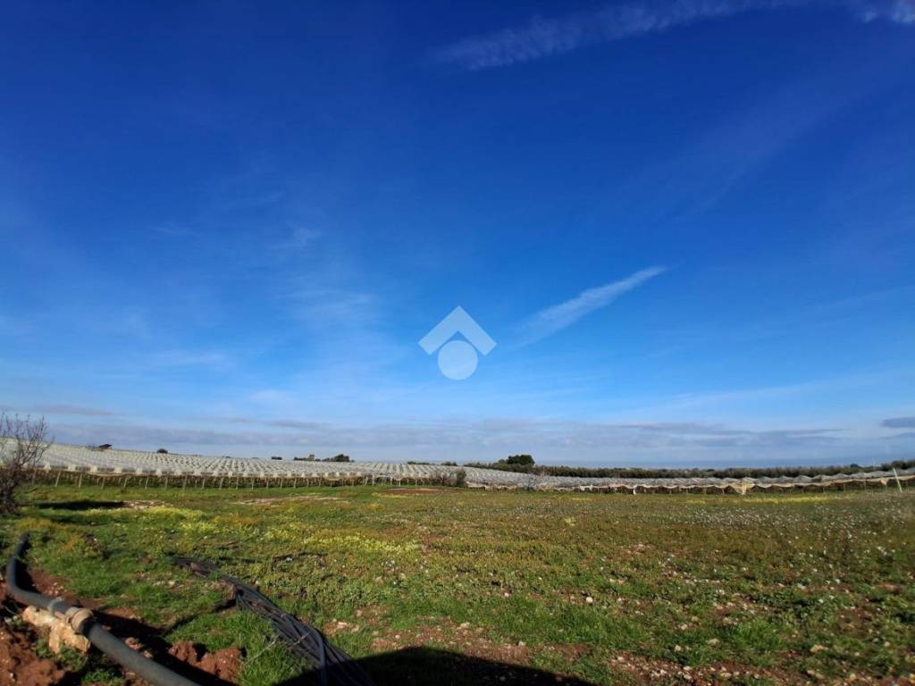 terreno agricolo in vendita a Mola di Bari in zona Cozze