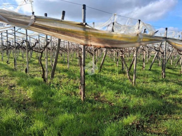terreno agricolo in vendita a Mola di Bari in zona Cozze
