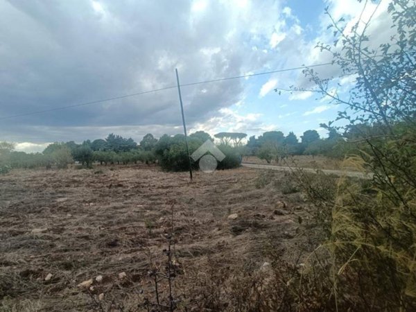 terreno agricolo in vendita a Mola di Bari