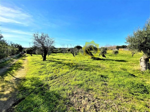 terreno agricolo in vendita a Mola di Bari in zona Cozze